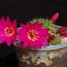 Ph Rebutia violaciflora VitNat (2309 відвідувань) Ph Rebutia violaciflora VitNat