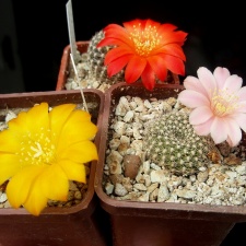 Rebutia (3436 відвідувань) Фото и растения Александра Гарбара (Житомир) Rebutia