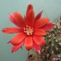 Rebutia Aylostera kupperiana (2202 відвідувань) Rebutia Aylostera kupperiana