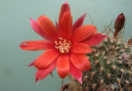 Rebutia Aylostera kupperiana (2202 відвідувань) Rebutia Aylostera kupperiana