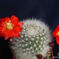Rebutia Aylostera albipilosa (2219 відвідувань) Rebutia Aylostera albipilosa
