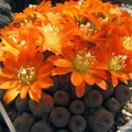 Rebutia Aylostera heliosa (2399 відвідувань) Rebutia Aylostera heliosa