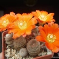 Rebutia Aylostera heliosa1 (2342 відвідувань) Rebutia Aylostera heliosa1
