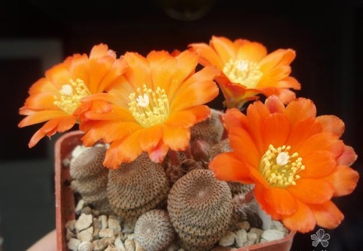Rebutia Aylostera heliosa1 (2342 відвідувань) Rebutia Aylostera heliosa1