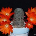 Rebutia Aylostera heliosa2 (2294 відвідувань) Rebutia Aylostera heliosa2