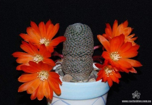 Rebutia Aylostera heliosa2 (2294 відвідувань) Rebutia Aylostera heliosa2