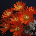 Rebutia Aylostera heliosa3 (2113 відвідувань) Rebutia Aylostera heliosa3