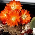 Rebutia Aylostera heliosa4 (2056 відвідувань) Rebutia Aylostera heliosa4