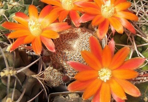 Rebutia  Aylostera  heliosa v  condorensis