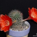 Rebutia Aylostera kupperiana-01 (1958 відвідувань) Rebutia Aylostera kupperiana-01