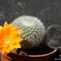 Rebutia Aylostera muscula (2045 відвідувань) Rebutia Aylostera muscula