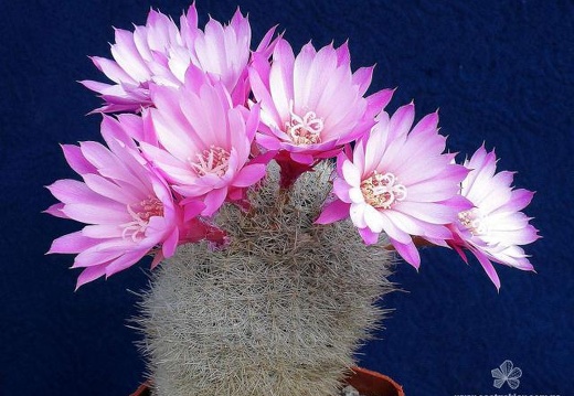 Rebutia  Aylostera  narvaecensis