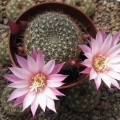 Rebutia espinosa narvaecensis Martian (2733 відвідувань) Rebutia espinosa narvaecensis Martian
