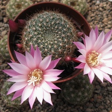 Rebutia espinosa narvaecensis Martian (2727 відвідувань) Rebutia espinosa narvaecensis Martian