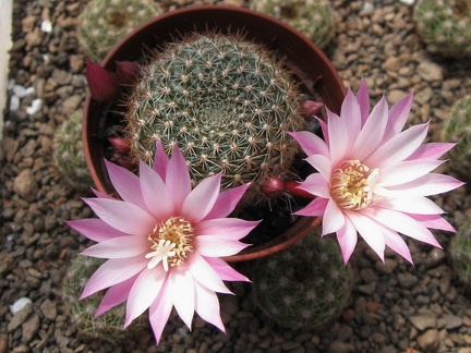 Rebutia espinosa narvaecensis Martian (2727 відвідувань) Rebutia espinosa narvaecensis Martian