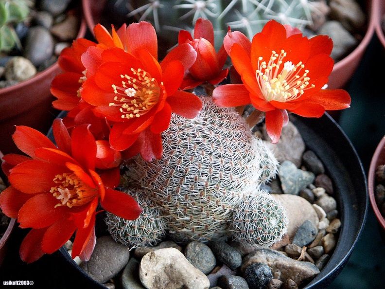 Rebutia heliosa v solisiodes (1994 відвідувань) Rebutia heliosa v solisiodes