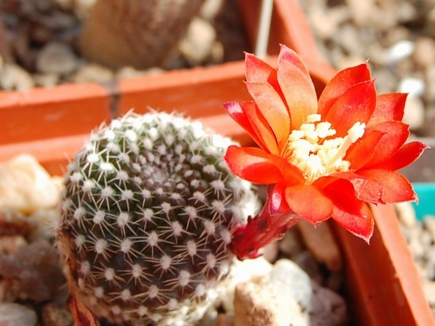 Rebutia krainziana (1851 відвідувань) Rebutia krainziana
