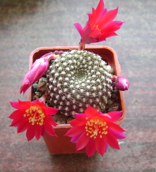 Rebutia_krainziana_001.JPG