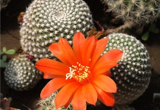 Rebutia krainziana Der FG (2091 відвідувань) Rebutia krainziana Der FG
