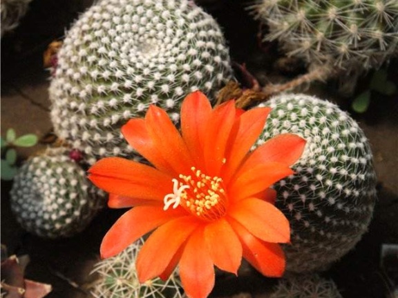 Rebutia krainziana Der FG (2092 відвідувань) Rebutia krainziana Der FG