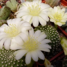 Rebutia krainziana f albiflora (2319 відвідувань) Rebutia krainziana f albiflora