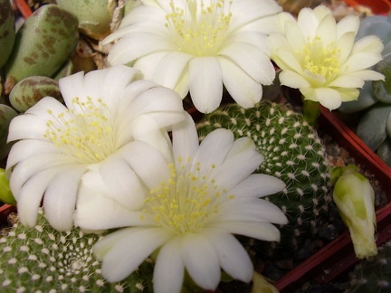 Rebutia krainziana f albiflora (2320 відвідувань) Rebutia krainziana f albiflora