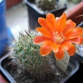 Rebutia laui (2993 відвідувань) Фото и растение Анны Емельяновой (Одесса)
Rebutia laui