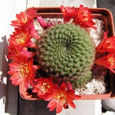 Rebutia minuscula (2983 відвідувань) Rebutia minuscula
