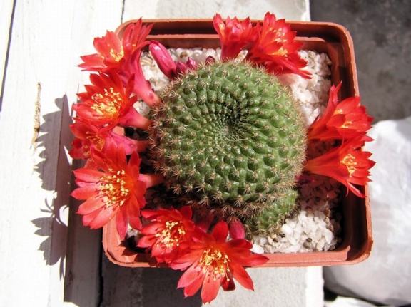 Rebutia minuscula (2983 відвідувань) Rebutia minuscula