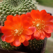 Rebutia senilis (2973 відвідувань) Фото и растение Артема Гончарюка (Черкассы)
Rebutia senilis