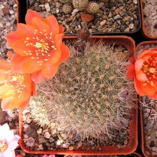 Rebutia sp (2474 відвідувань) Rebutia sp