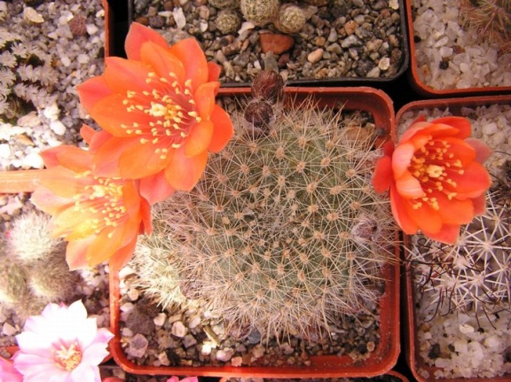 Rebutia sp (2474 відвідувань) Rebutia sp