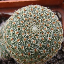 Rebutia theresae (2606 відвідувань) Rebutia theresae