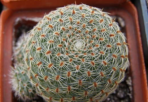 Rebutia theresae (2606 відвідувань) Rebutia theresae