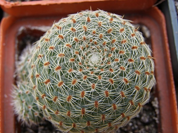 Rebutia theresae (2606 відвідувань) Rebutia theresae