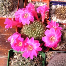 Rebutia violaciflora (2317 відвідувань) Rebutia violaciflora