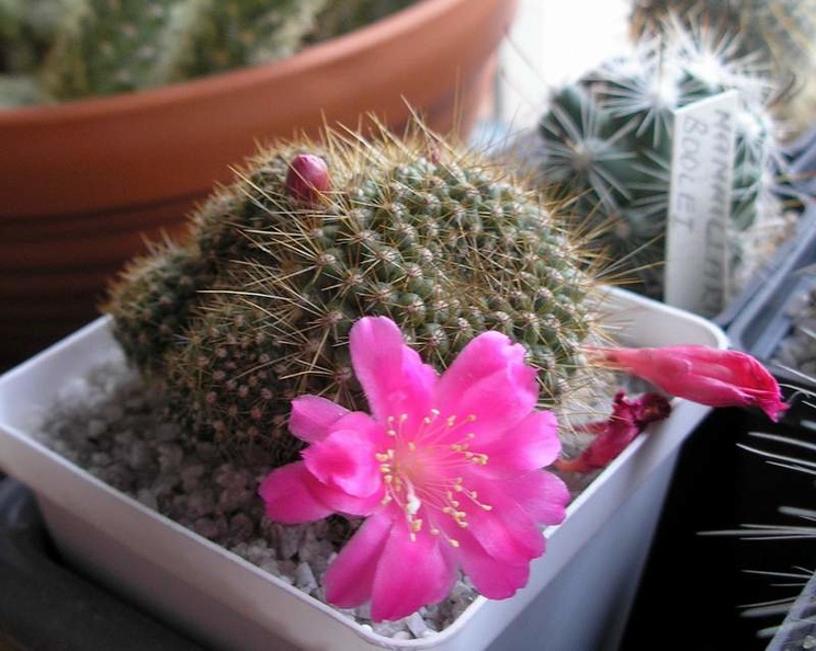 Rebutia_violaciflora_Analitic.jpg