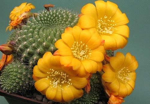 Rrebutia marsoneri Rigum FG (2051 відвідувань) Rrebutia marsoneri Rigum FG