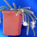 Rhipsalis_pilocarpa_Lira.JPG