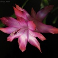 Schlumbergera_hybr__Goncharyuk_FG.jpg