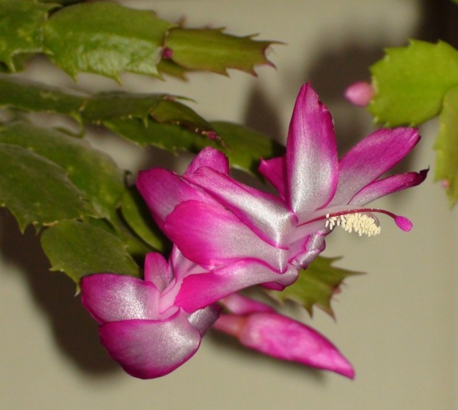 Schlumbergera_hybr__Sob.jpg