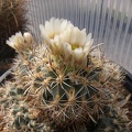 Sclerocactus_wrightiae.JPG