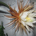 Selenicereus grandiflorus Pl FG (2562 відвідувань) Selenicereus grandiflorus Pl FG