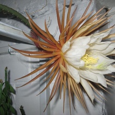 Selenicereus grandiflorus Pl FG (2566 відвідувань) Selenicereus grandiflorus Pl FG