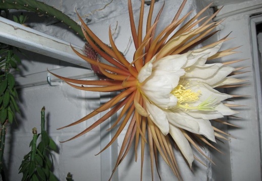 Selenicereus grandiflorus Pl FG (2560 відвідувань) Selenicereus grandiflorus Pl FG