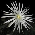 Setiechinopsis mirabilis (3179 відвідувань) Setiechinopsis mirabilis