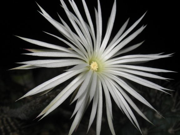 Setiechinopsis mirabilis (3180 відвідувань) Setiechinopsis mirabilis