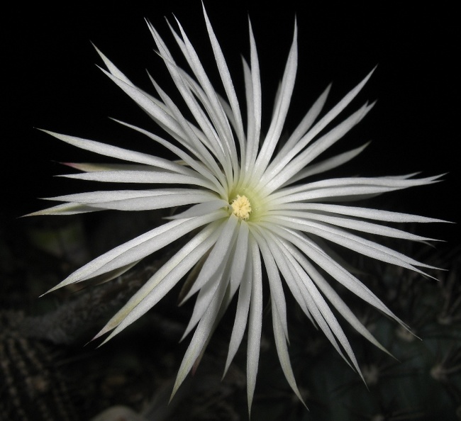 Setiechinopsis_mirabilis.jpg