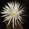 Setiechinopsis_mirabilis_S_FG.JPG