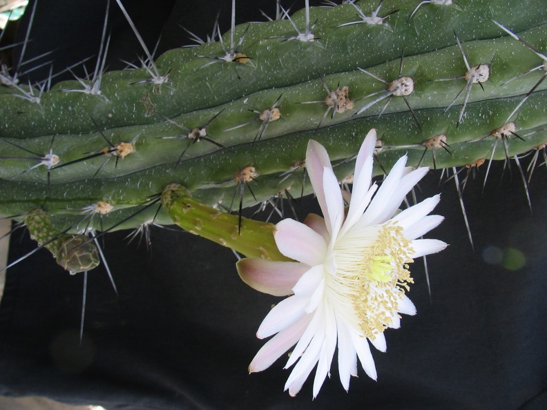 Stetsonia_coryne.jpg